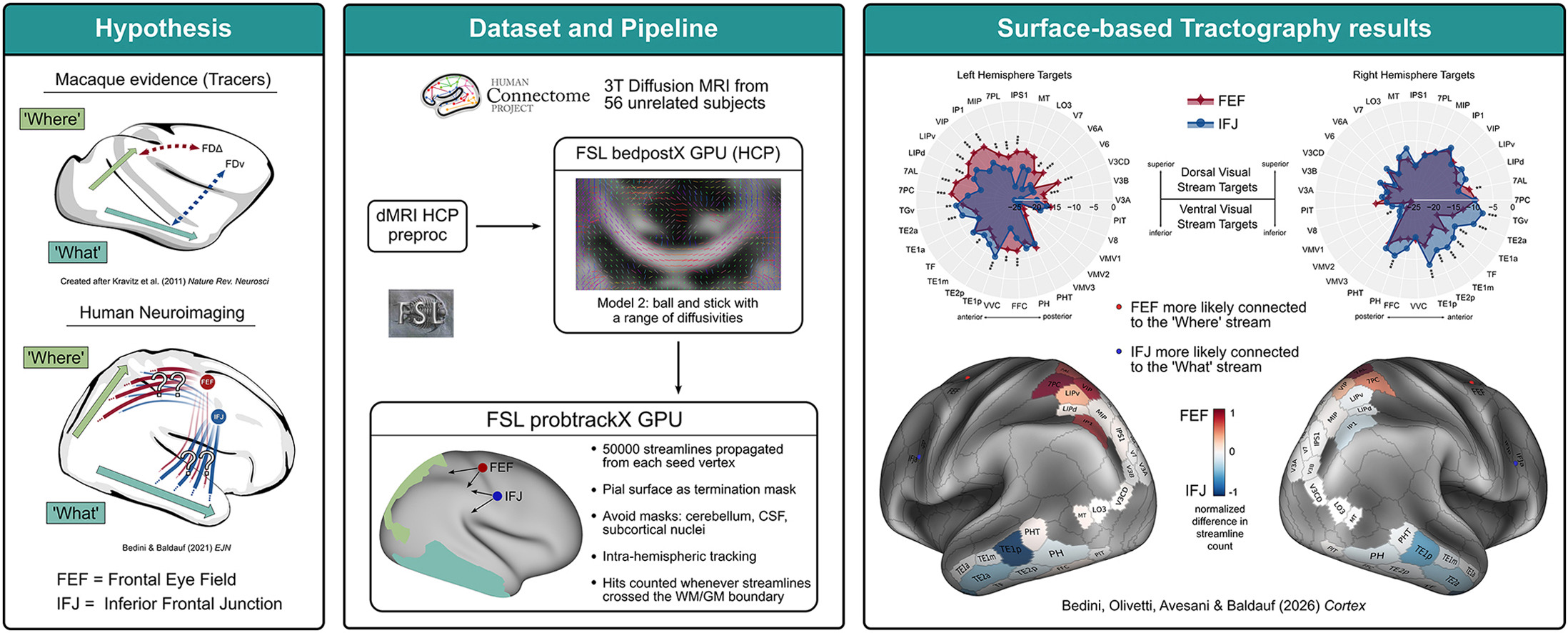Figure from Surface-based Tractography uncovers 'What' and 'Where' Pathways in Prefrontal Cortex