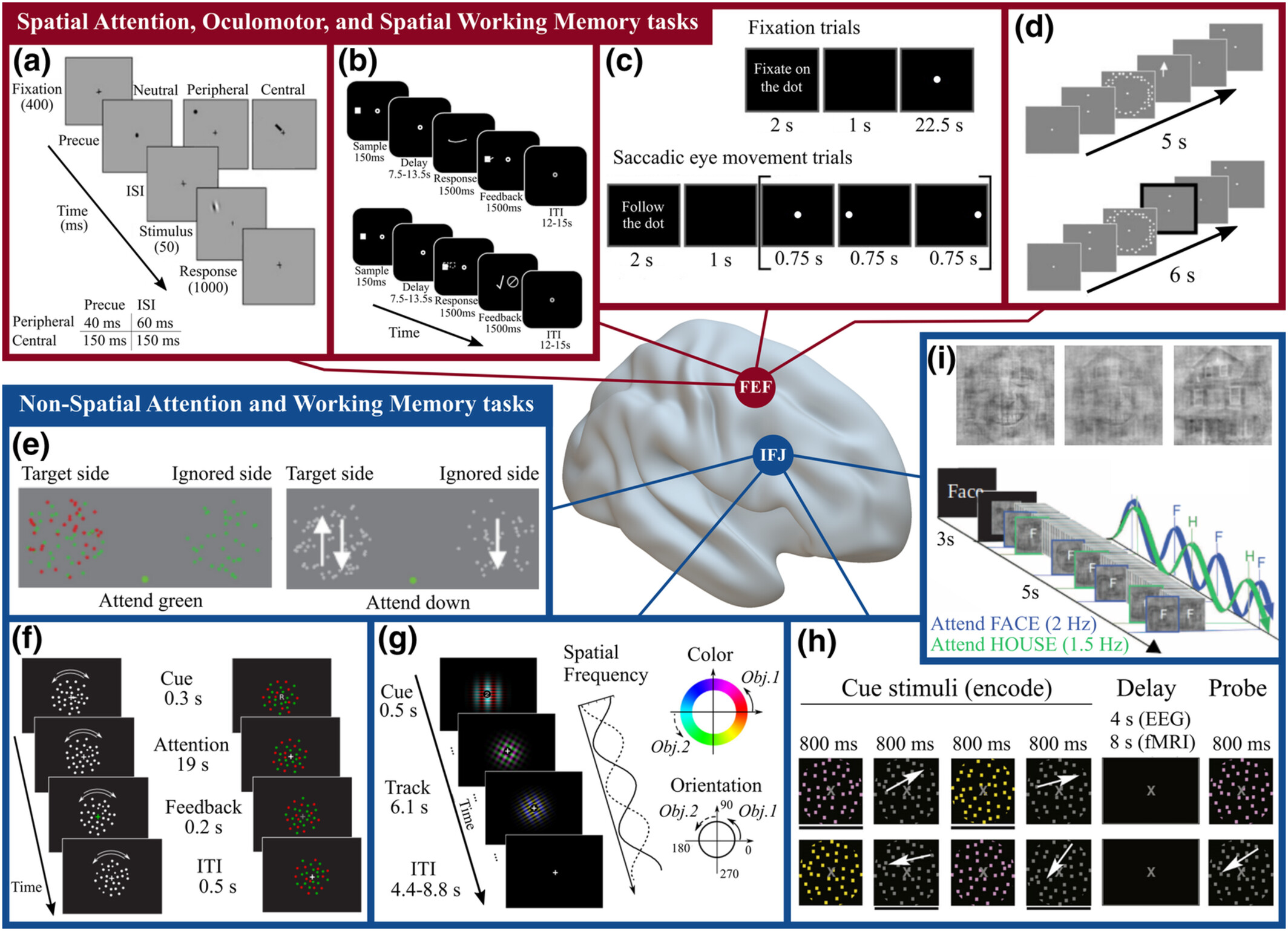 Figure from Structure, function and connectivity fingerprints of the frontal eye field versus the inferior frontal junction: a comprehensive comparison